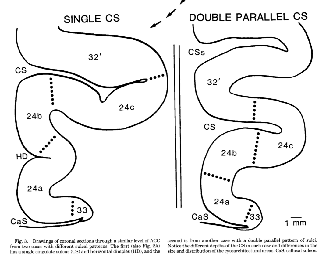 _images/vogt_1995_cytoarchitecture.png